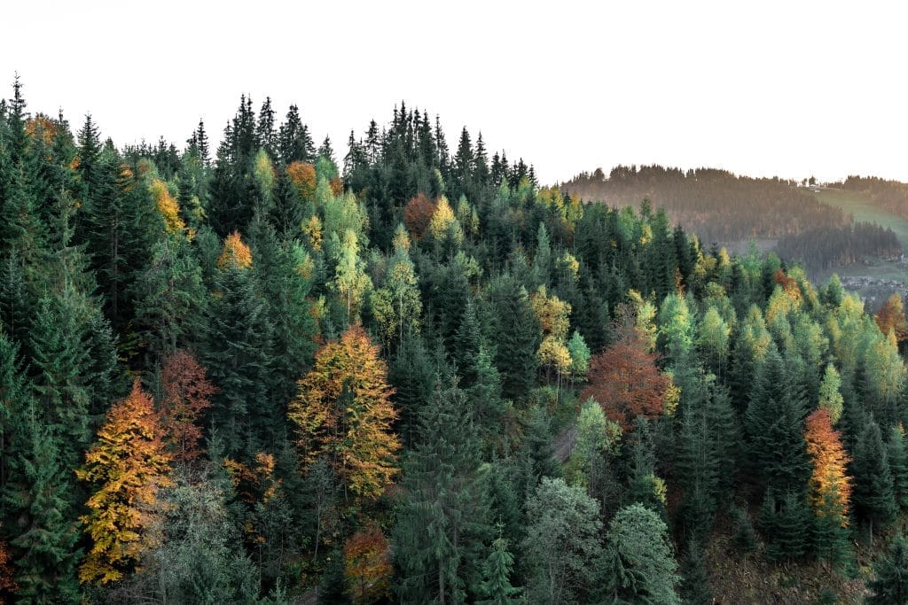 Coniferous forest in the mountains, natural background.